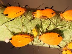 (Oleander Aphid) on Rush Milkweed