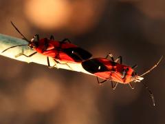 (Blood-colored Milkweed Bug) mating dorsal