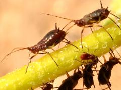 (Uroleucon Large Daisy Aphid) profile on Brittlebush
