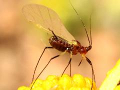 (Uroleucon Large Daisy Aphid) winged lateral on Brittlebush