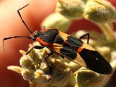 (Large Milkweed Bug) profile