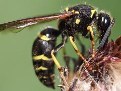 (Catskill Potter Wasp) lateral