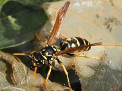 (European Paper Wasp) dorsal