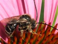 (Drury's Long-horned Bee) male dorsal