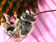 (Drury's Long-horned Bee) male top