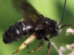 (Two-spotted Long-horned Bee) male flight