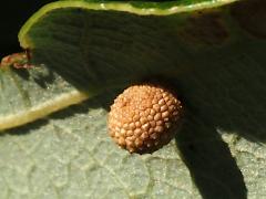 (Bur Oak) Jewel Oak Gall Wasp underside gall on Bur Oak