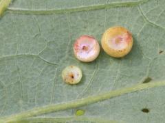 (Conical Oak Gall Wasp) underside galls on Bur Oak