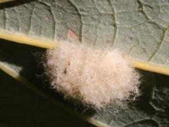 (Bur Oak) Druon ignotum Oak Gall Wasp underside gall on Bur Oak