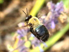 (Eastern Carpenter Bee) male flying