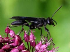 (Great Black Wasp) lateral