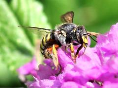 (European Woolcarder Bee) female