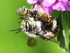 (European Woolcarder Bee) mating