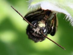 (Two-spotted Long-horned Bee) male face