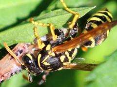 (European Paper Wasp) eating grasshopper