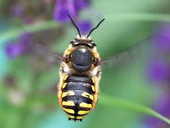 (European Woolcarder Bee) male hovering