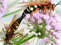 (Eastern Cicada Killer) mating