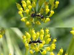 (Silky Field Ant) on Wild Parsnip