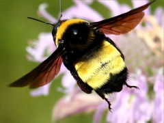 (Black-and-gold Bumble Bee) flying