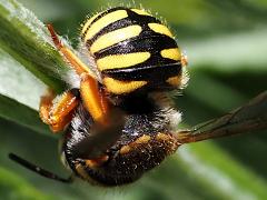 (Oblong Woolcarder Bee) dorsal