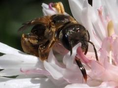 (Ligated Furrow Bee) tongue