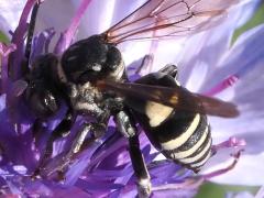 (Lunate Longhorn Cuckoo Bee) lateral