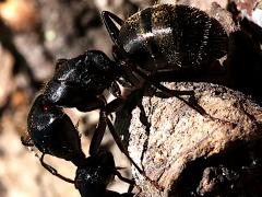 (Black Carpenter Ant) fighting