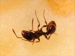 (Immigrant Pavement Ant) lateral