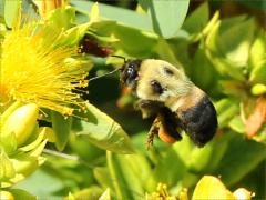 Brown-belted Bumble Bee flight on Shrubby St. John's Wort