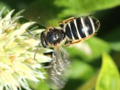 (Orange-legged Furrow Bee) flying