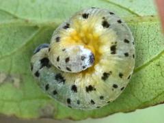 (Gray Dogwood) Sawfly larva on Gray Dogwood