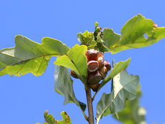 Lobed Oak Gall Wasp galls on Swamp White Oak