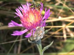 (Brown Knapweed) Halictidae Sweat Bee on Brown Knapweed