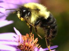 (Common Eastern Bumble Bee) hovering on New England Aster