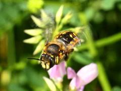 (European Woolcarder Bee) female flies