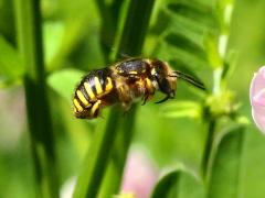 (European Woolcarder Bee) female flying lateral