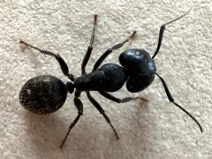 (Black Carpenter Ant) dorsal