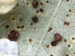 (Oak Button Gall Wasp) underside galls on Swamp White Oak