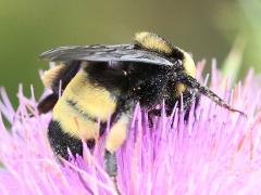 (Black-and-gold Bumble Bee) pollen