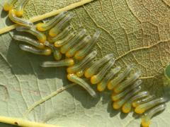 (Oak Slug Sawfly) larvae