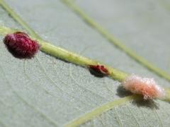 (Bur Oak) Druon ignotum Oak Gall Wasp underside galls on Bur Oak