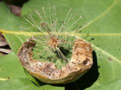 (Larger Empty Oak Apple Wasp) empty gall on Red Oak