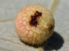 (Jewel Oak Gall Wasp) underside gall on Bur Oak