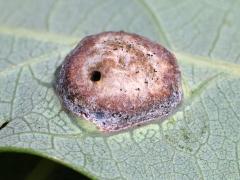 (White Oak) Oak Wart Gall Wasp underside gall on White Oak