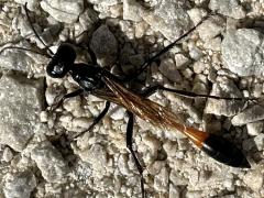 (Thread-waisted Sand Wasp) dorsal