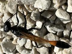 (Thread-waisted Sand Wasp) lateral