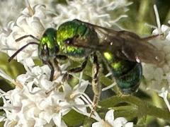 (Augochloropsis Sweat Bee) lateral