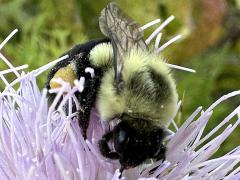 (Common Eastern Bumble Bee) face on Field Thistle