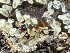 (Lasius Fuzzy Ant) dorsal larvae