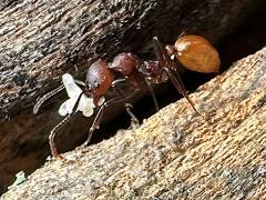 (Tennessee Collared Ant) carrying larvae